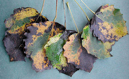 Mines of Ectoedemia argyropeza on Populus tremula