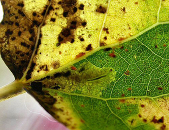 Mines of Ectoedemia argyropeza on Populus tremula