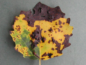 Mines of Ectoedemia argyropeza on Populus tremula