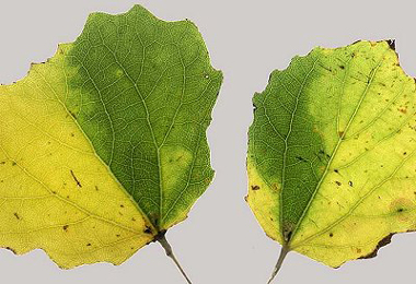 Mines of Ectoedemia argyropeza on Populus tremula