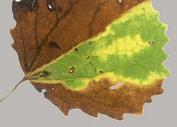 Mines of Ectoedemia argyropeza on Populus tremula