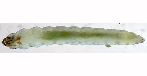 Ectoedemia argyropeza larva,  dorsal