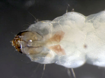 Ectoedemia argyropeza larva,  dorsal