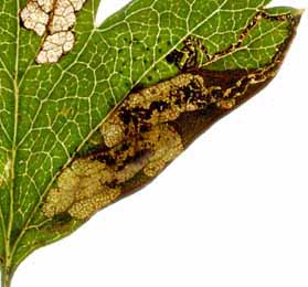 Mine of Ectoedemia atricollis on Populus tremula