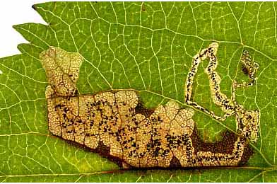 Mine of Ectoedemia atricollis on Populus tremula