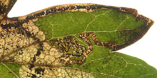 Mine of Ectoedemia atricollis on Malus domestica