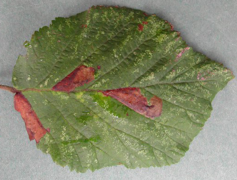 Mines of Ectoedemia erythrogenella on Rubus fruticosus
