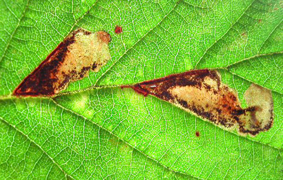 Mines of Ectoedemia erythrogenella on Rubus fruticosus