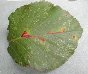 Mines of Ectoedemia erythrogenella on Rubus fruticosus