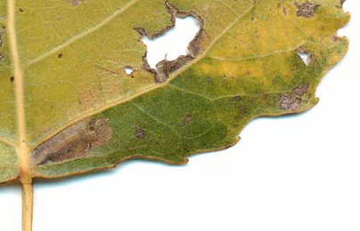 Mines of Ectoedemia hannoverella on Populus x canadensis