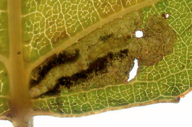 Mines of Ectoedemia hannoverella on Populus x canadensis