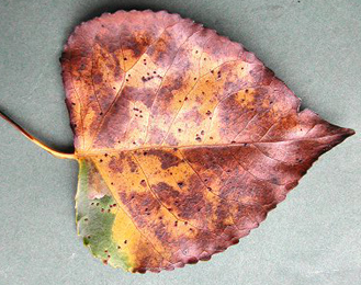 Mines of Ectoedemia hannoverella on Populus x canadensis