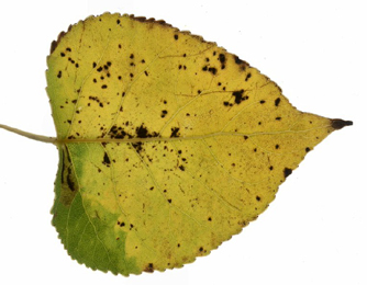 Mines of Ectoedemia hannoverella on Populus