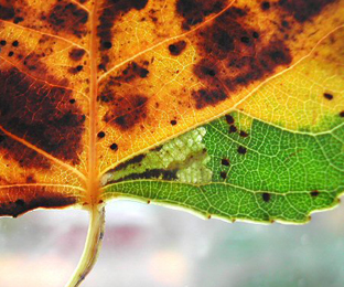 Mines of Ectoedemia hannoverella on Populus x canadensis