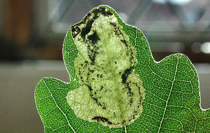 Mine of Ectoedemia heckfordi on Quercus