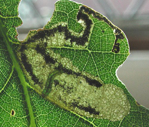 Mine of Ectoedemia heckfordi on Quercus