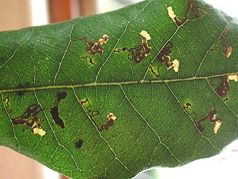 Mines of Ectoedemia heringella on Quercus ilex