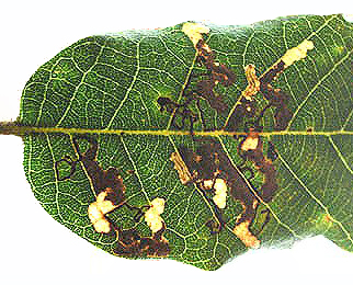 Mines of Ectoedemia heringella on Quercus ilex