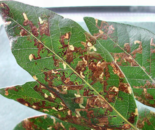 Mines of Ectoedemia heringella on Quercus ilex