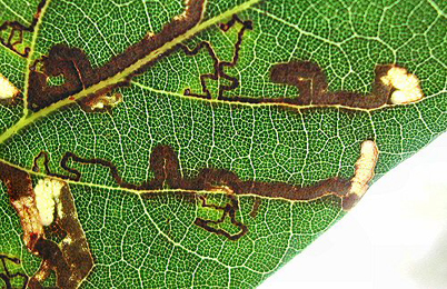 Mines of Ectoedemia heringella on Quercus ilex