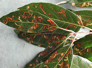 Mines of Ectoedemia heringella on Quercus ilex