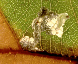Mine of Ectoedemia heringi on Quercus robur