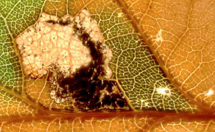 Mine of Ectoedemia heringi on Quercus robur