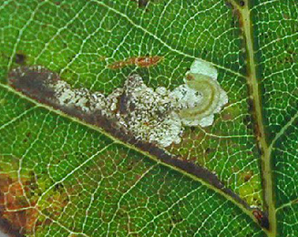 Mine of Ectoedemia heringi on Quercus