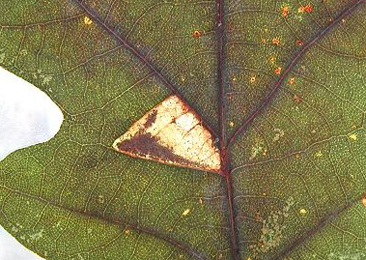 Mine of Ectoedemia heringi on Quercus