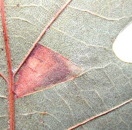 Mine of Ectoedemia heringi on Quercus