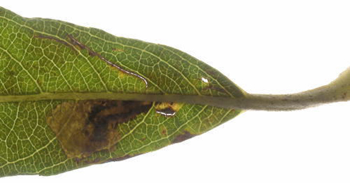 Mines of Ectoedemia intimella on Quercus ilex