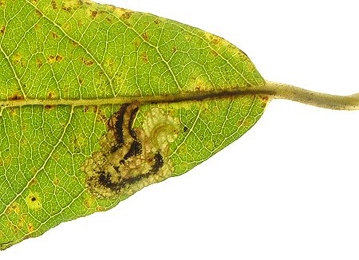 Mine of Ectoedemia intimella on Salix