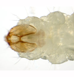 Ectoedemia intimella larva,  dorsal