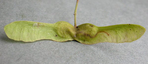 Mine of Ectoedemia louisella on Acer campestre