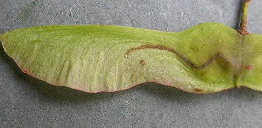 Mine of Ectoedemia louisella on Acer campestre