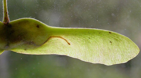 Mine of Ectoedemia louisella on Acer campestre