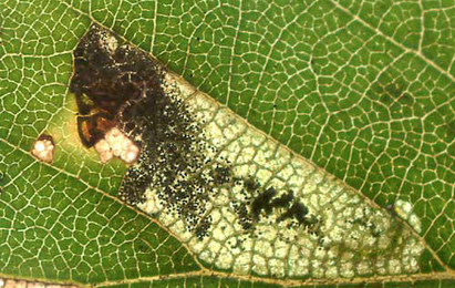 Mine of Ectoedemia minimella on Betula pubescens Image: © Willem Ellis (Bladmineerders en plantengallen van Europa)