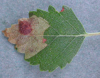 Mine of Ectoedemia occultella on Betula