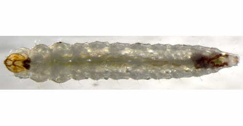 Ectoedemia occultella larva,  dorsal
