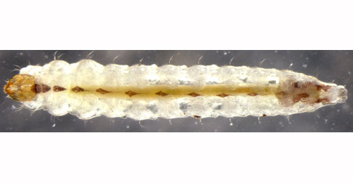 Ectoedemia occultella larva,  ventral