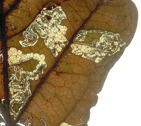Mine of Ectoedemia quinquella on Quercus pubescens