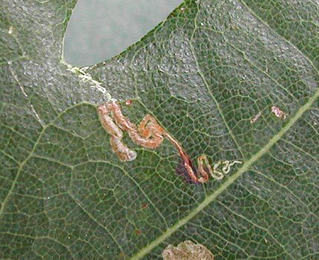 Mine of Ectoedemia quinquella on Quercus