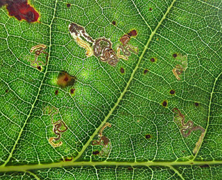 Mine of Ectoedemia quinquella on Quercus