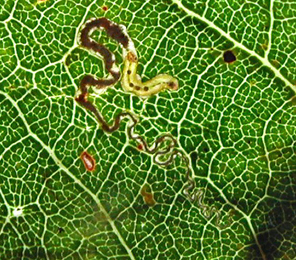 Mine of Ectoedemia quinquella on Quercus pubescens