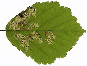 Mine of Ectoedemia rubivora on Rubus fruticosus