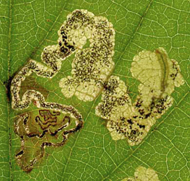 Mine of Ectoedemia rubivora on Rubus fruticosus