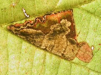 Mine of Ectoedemia rubivora on Rubus