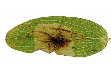 Mine of Ectoedemia septembrella on Hypericum perforatum