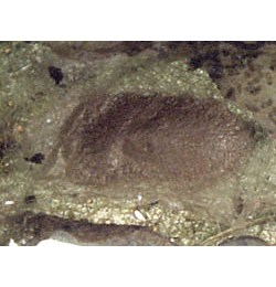 Mine of Ectoedemia septembrella on Hypericum perforatum