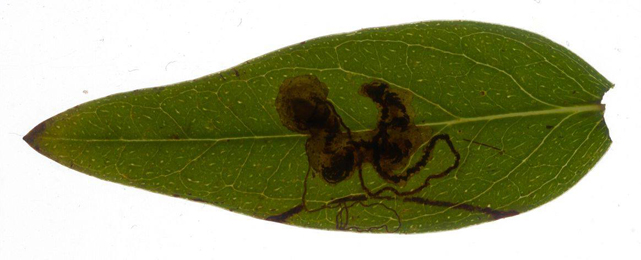 Mine of Ectoedemia septembrella on Hypericum 